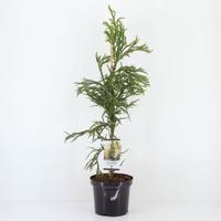 Cryptomeria jap rasen 95 cm - Warentuin natuurlijk