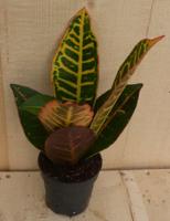 Croton Klein - Warentuin natuurlijk