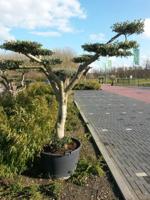 Olijfboom Olea stamhoogte 40 cm en boomhoogte 240 cm de Luxe - Warentuin natuurlijk
