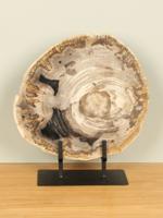 Schijf fossiel hout op standaard nr. 16