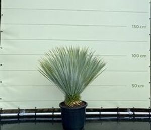 Palmboom - Yucca Rostrata