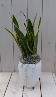 Vrouwentong Sansevieria groengeel in hoge witte pot 40 cm Warentuin Natuurlijk - Warentuin natuurlijk