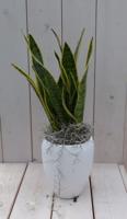 Vrouwentong Sansevieria groengeel in hoge witte pot 40 cm Warentuin Natuurlijk - Warentuin natuurlijk