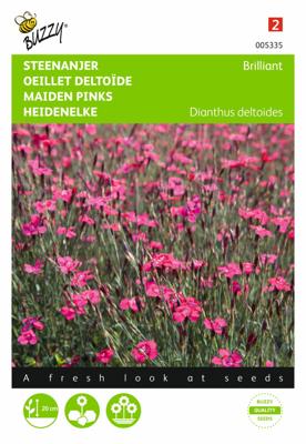 Dianthus deltoides erectus Karmijnrose - Buzzy