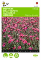 Dianthus deltoides erectus Karmijnrose - Buzzy
