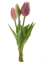 PSO Holland Tulip bundle Sally x3 pink 25 cm kunstbloem Erutan Avon - Erutan avon