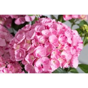 Hydrangea Macrophylla "Hovaria Sweet Fantasy" boerenhortensia