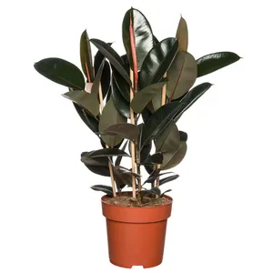 Kamerplant Ficus Elastica Toef - Donker