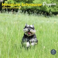 Miniatuur Schnauzer Puppies Kalender 2026