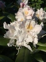 Rhododendron - thumbnail