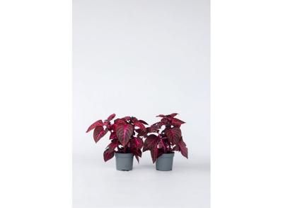 Iresine Herbstii 'Rich Red Star' (rood) - set van 2
