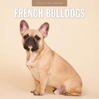 Franse Bulldog Kalender 2026