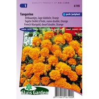 Oranje lage dubbele Afrikaantjes bloemzaden – Tangerine - thumbnail