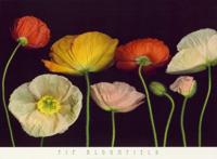 Kunstdruk Pip Bloomfield - Poppy Garden I 91x66cm
