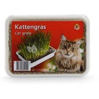Kattengras in plastic box - thumbnail