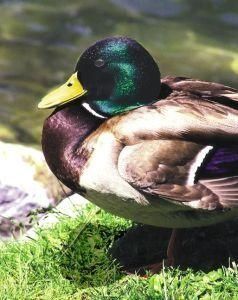 Mallard (wilde eend)