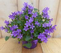 2 stuks! Campanula Portenschlagiana blauw - Warentuin natuurlijk