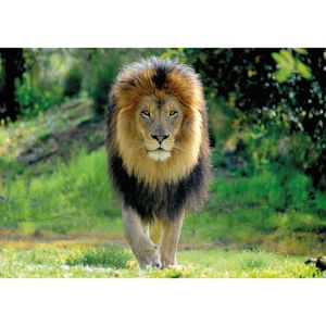 Dieren kinderkamer poster A1 leeuw jungle thema 84 x 59 cm   -