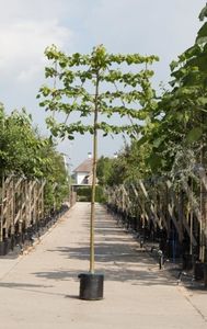 Linde als leiboom Tillia europaea Pallida h 360 cm st. omtrek 22,5 cm st. h 240 cm - Warentuin Natuurlijk