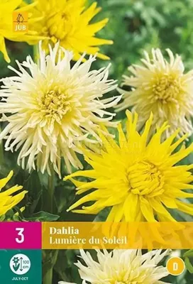 Bloembollen Dahlia Lumiere du Soleil 3st