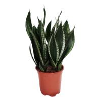 Sansevieria Silver Flame (Vrouwentong Trifasciata) - P 21 cm