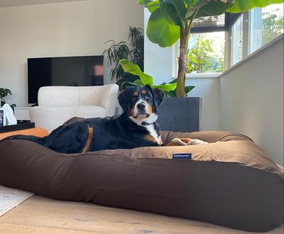 Dog's Companion® Hondenkussen chocolade bruin extra small