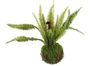 Monilophyta. groen