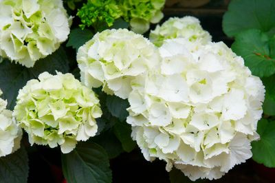 Kleinblijvende hortensia