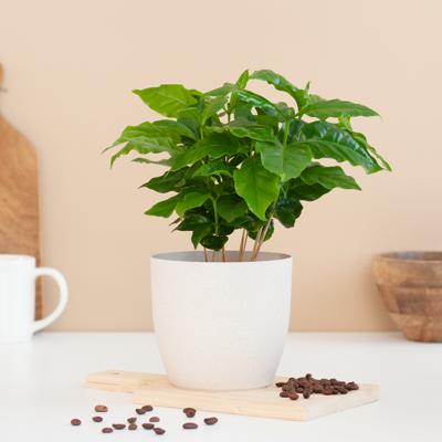 plantje.nl Koffieplant, Coffea Arabica, Groen