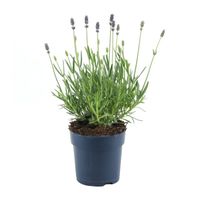 Lavandula - Lavendel plant - P12 - thumbnail