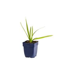 Leucojum aestivum vaste plant Griffioen - Griffioen