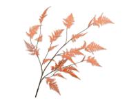 Asparagustak l141 cm oranje - Silkka