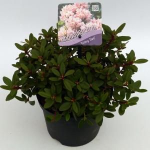 Dwerg rododendron (Rhododendron "Ginny Gee") heester