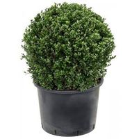 Buxus vervanger Ilex Crenata Dark Green Bol L 60 cm tuinplant - thumbnail