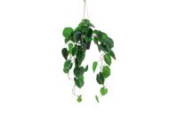 Kunstplant steker/hang Piper betle - Countryfield