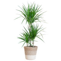 Dracaena Marginata met Lissabon mand wit - 95cm - Ø21