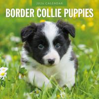 Border Collie Puppies Kalender 2026