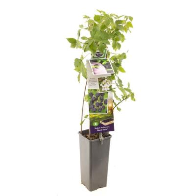Braam Rubus fru. Black Satin