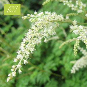 Bio Geitenbaard | Aruncus Aethusifolius