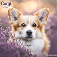 Welsh Corgi Kalender 2026