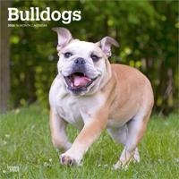 Engelse Bulldog Kalender 2026