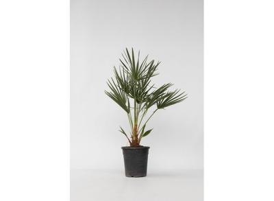 Europese Waaierpalm 'Chamaerops Humilis'