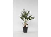 Europese Waaierpalm 'Chamaerops Humilis'