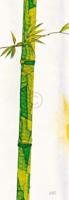 Kunstdruk Michael Ferner - Bambus Duo II 34x99cm Kunstdruk Michael Ferner - Bambus Duo II 34x99cm