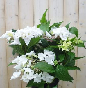 Hortensia Hydrangea wit randjesbloem 40 cm - Warentuin Natuurlijk