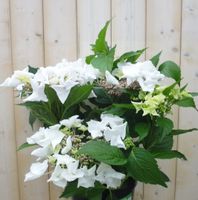 Hortensia Hydrangea wit randjesbloem 40 cm - Warentuin Natuurlijk