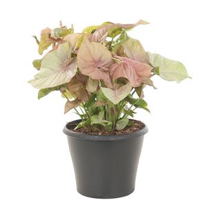 Syngonium Neon Robusta (Aronskelk) - P 17 cm