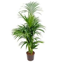 Kentia palm forsteriana pureba hydrocultuur plant