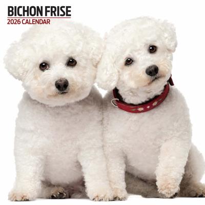 Bichon Frise Kalender 2026 Modern