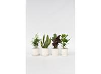 Set van 4 oersterke 'Easy-care' kamerplanten